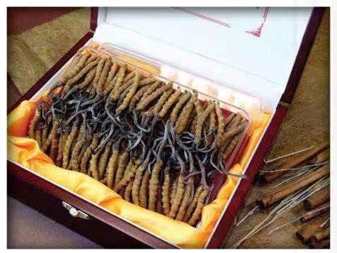 海拉尔冬虫夏草回收